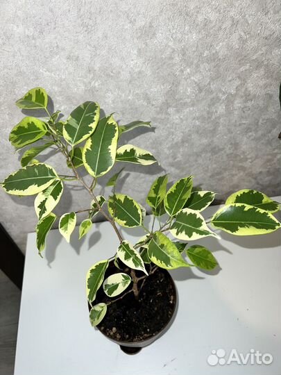 Фикус бенджамина