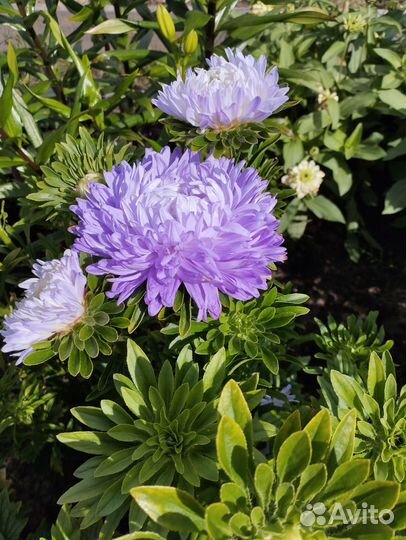 Хризантеллы