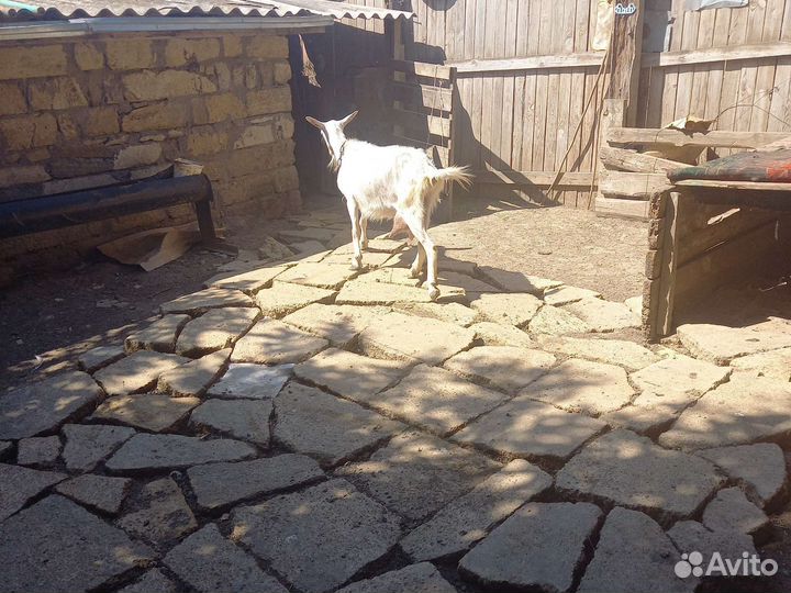 Коза дойные