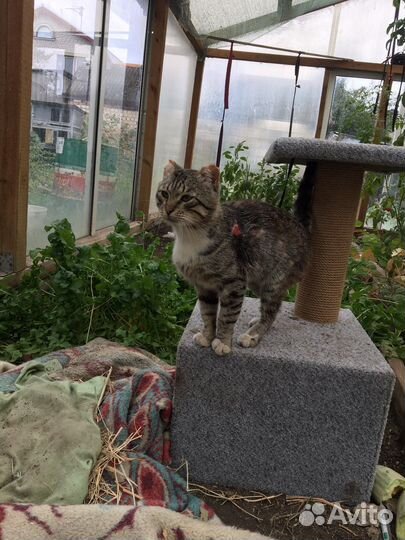Кот Боб в добрые руки