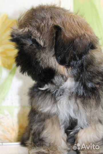 Мальчик ши тцу