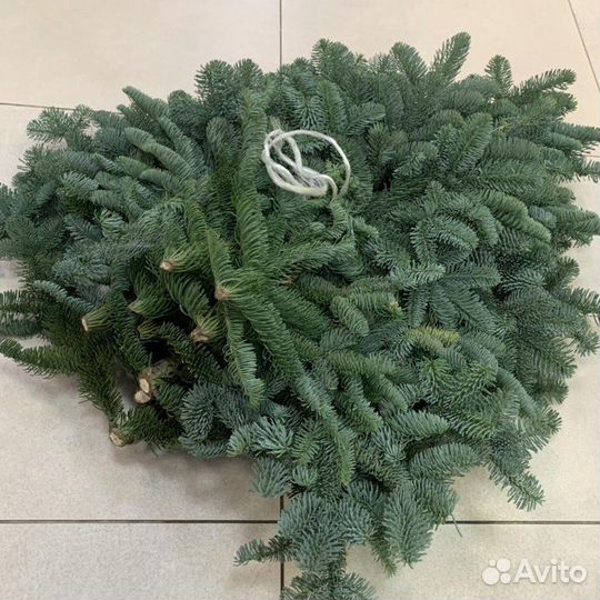 Нобилис ветки