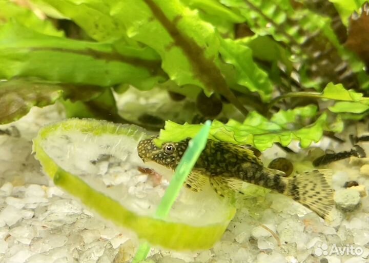 Сомики анциструсы