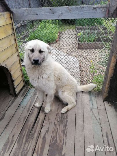 Двортерьер