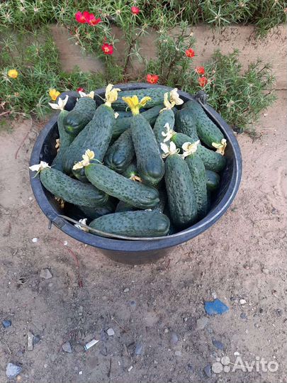 Огурцы свежие