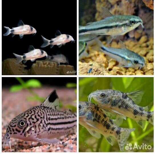 Аквариумные рыбки, аквариумы, фильтры, растения