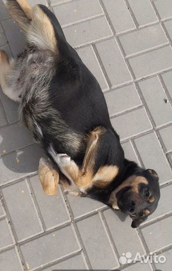 Собака в добрые руки