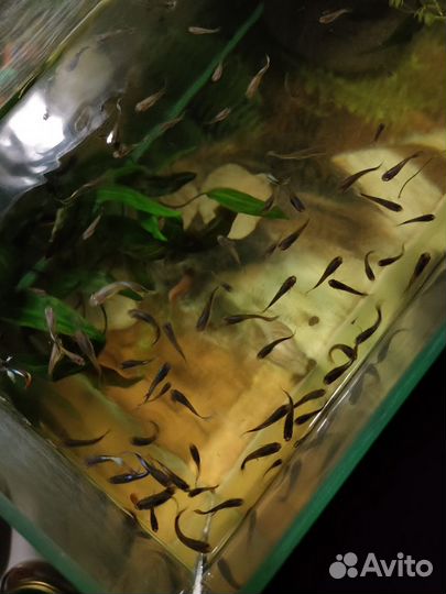 Аквариумные рыбки