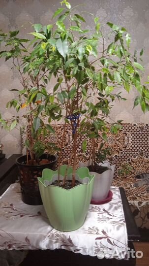 Фикус бенджамина