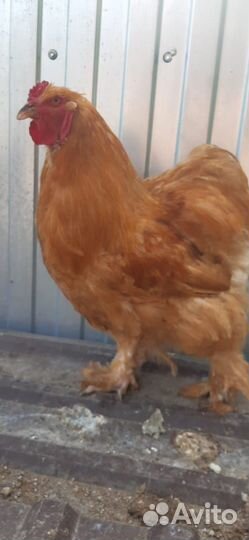 Петухи брама