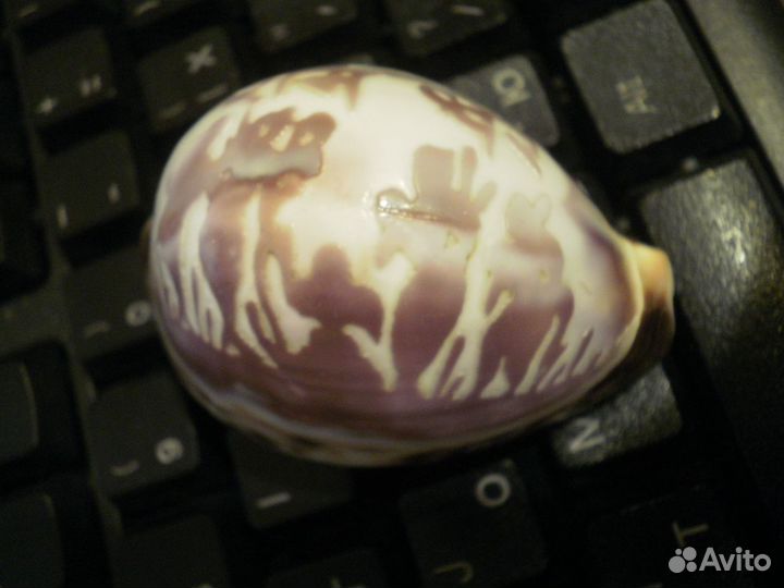 Индия морская раковина Надпись на Хинди винтаж80е