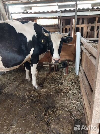 Корова стельная