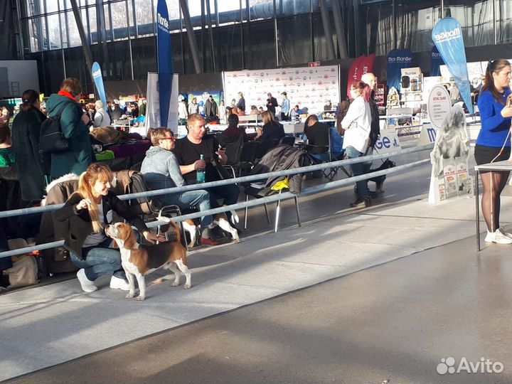 Бигль для вязки