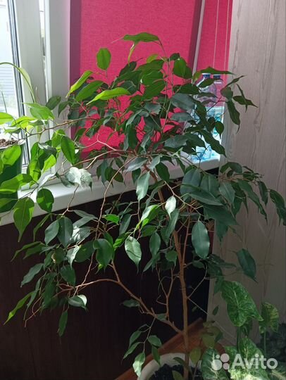 Фикус бенджамина