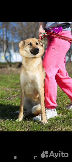 Собака ждёт в приюте