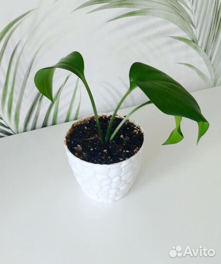Эухарис амазонская лилия в горшке