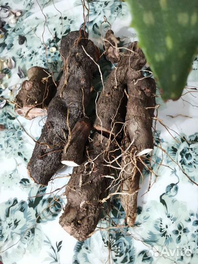 Адамов корень экстракт