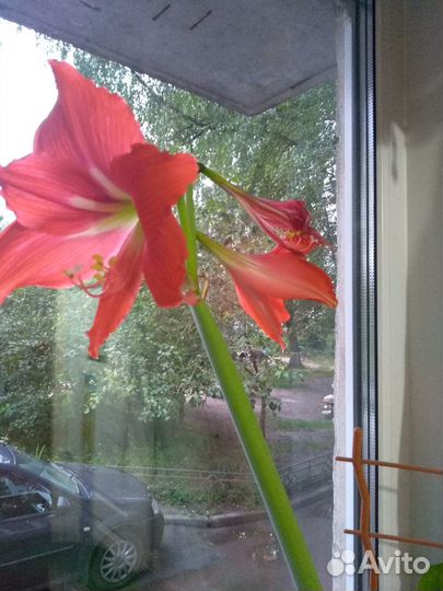Гиппеаструм амариллис в горшке