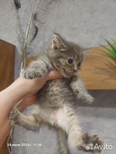 Котёнок девочка