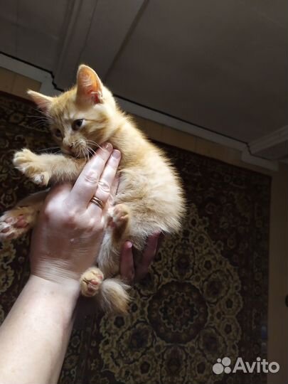 Солнечный котик