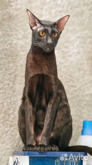 Продаю Сяву