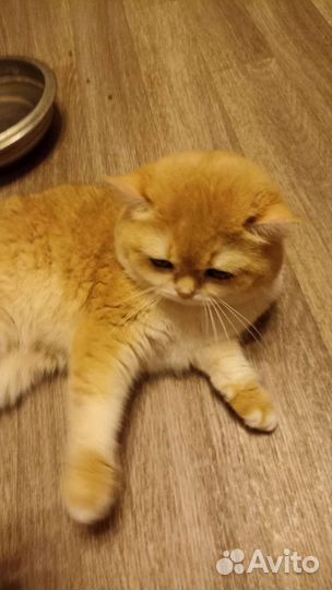 Золотая шиншилла