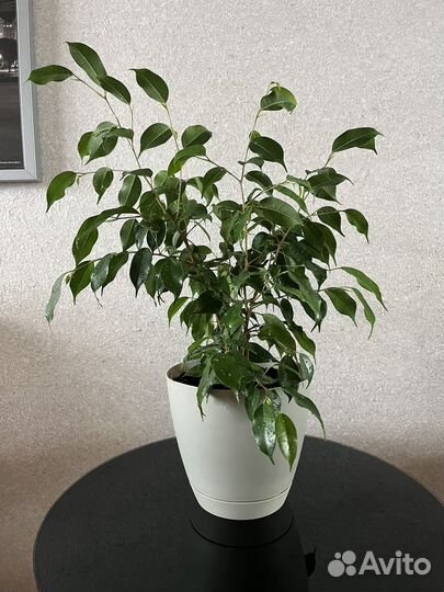 Фикус бенджамина, 45см