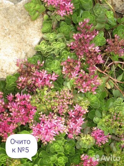 Многолетники ч. 4. Предварительный заказ