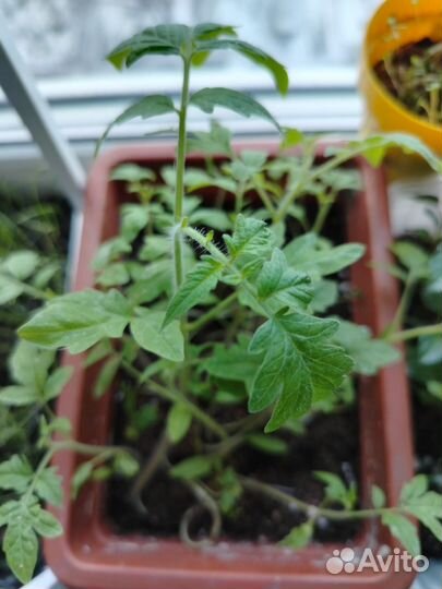 Рассада перцев, помидор и тыквы