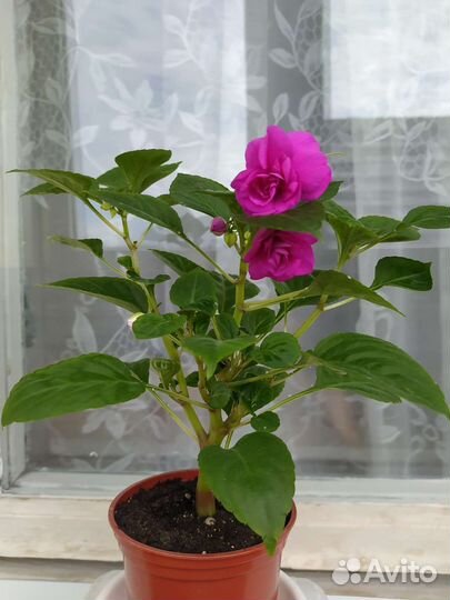 Бальзамин махровый