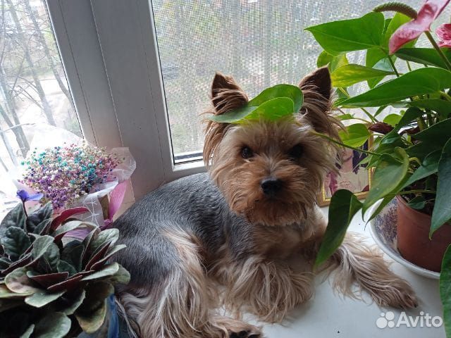 Йоркширский терьер вязка мальчик