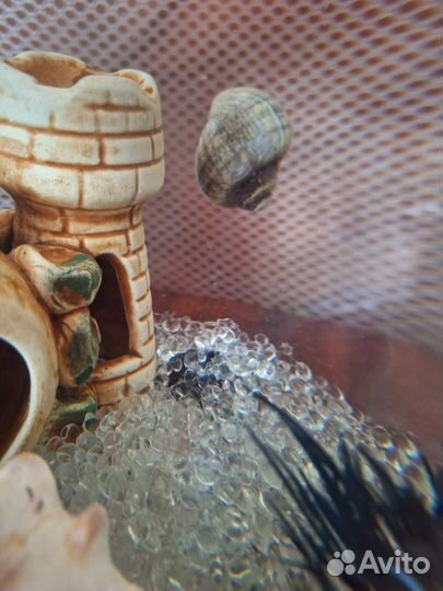 Аквариумая улитка