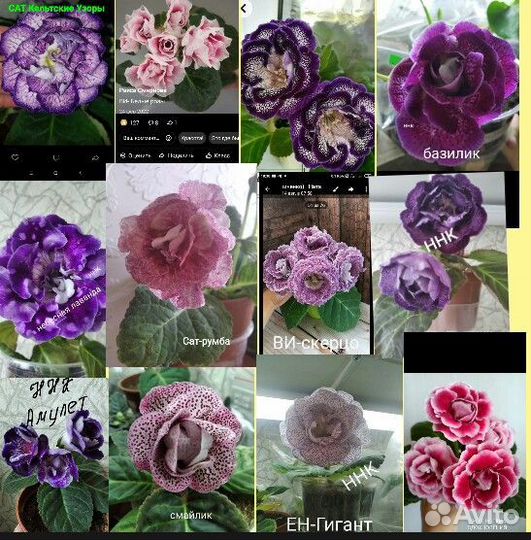 Клубни,детки глоксиний