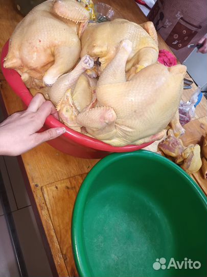 Куры домашние