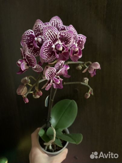 Орхидея фаленопсис мультифлора