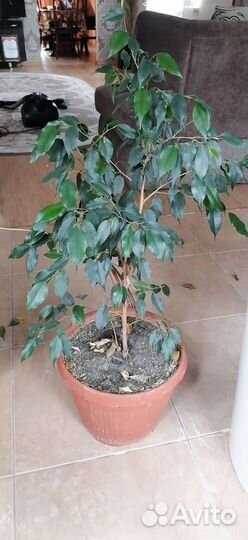 Фикус бенджамина