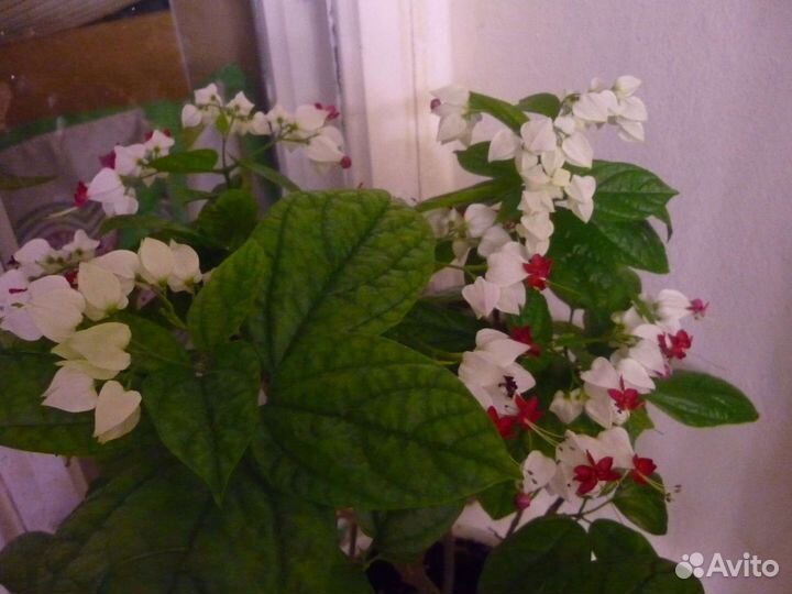 Клеродендрум томпсона