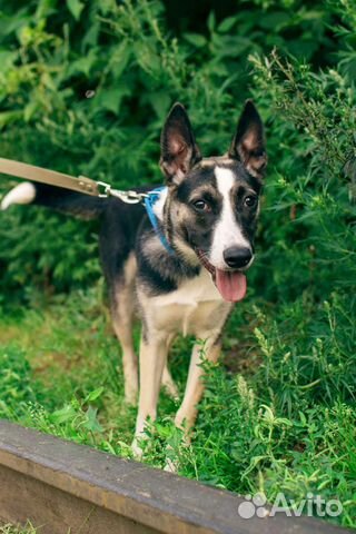 Щенок-подросток Стёпа в добрые руки