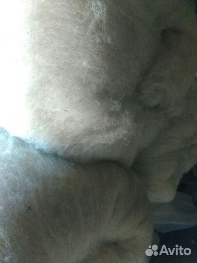 Шерсть овечья