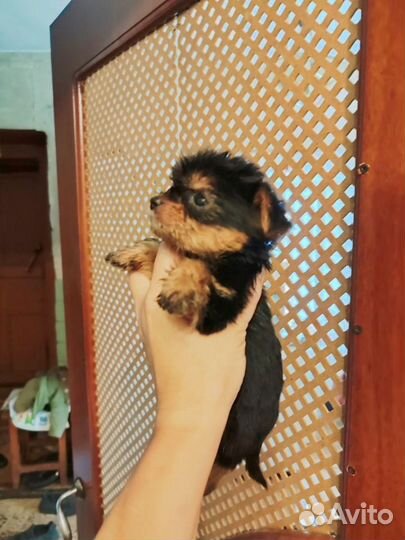 Йоркширский терьер