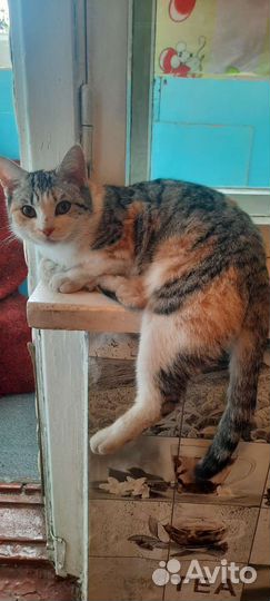 Кошка