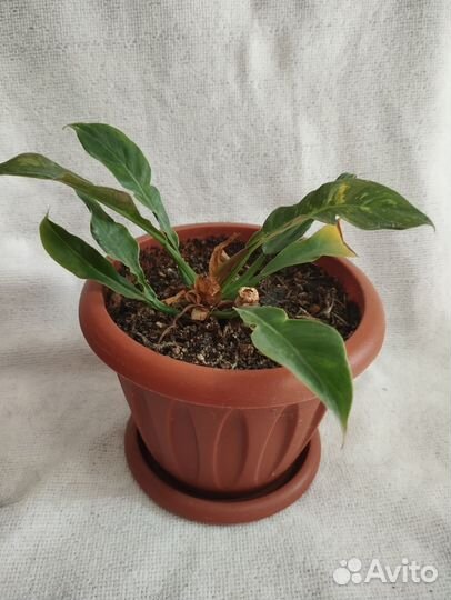 Монстера, Филодендрон