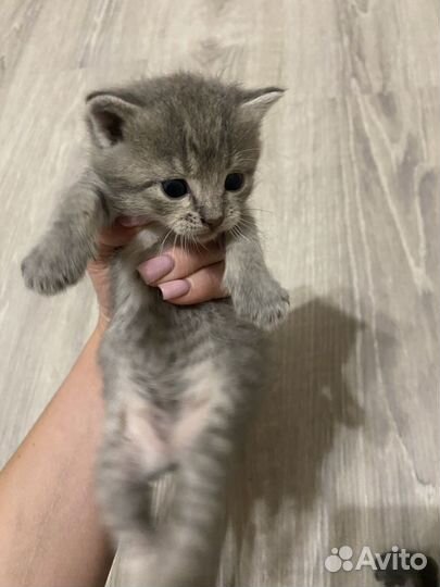 Котята шотландцы