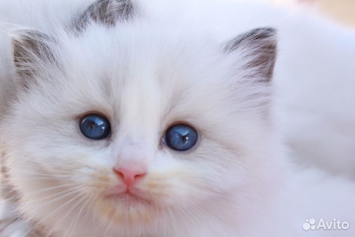 Котята рэгдолл (второе потомство) чистокровные