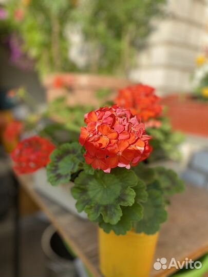 Пеларгония герань красно-оранжевая