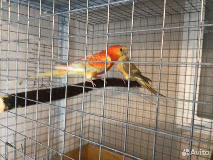 Певчий попугай