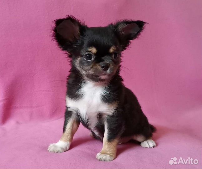 Чихуахуа мальчик
