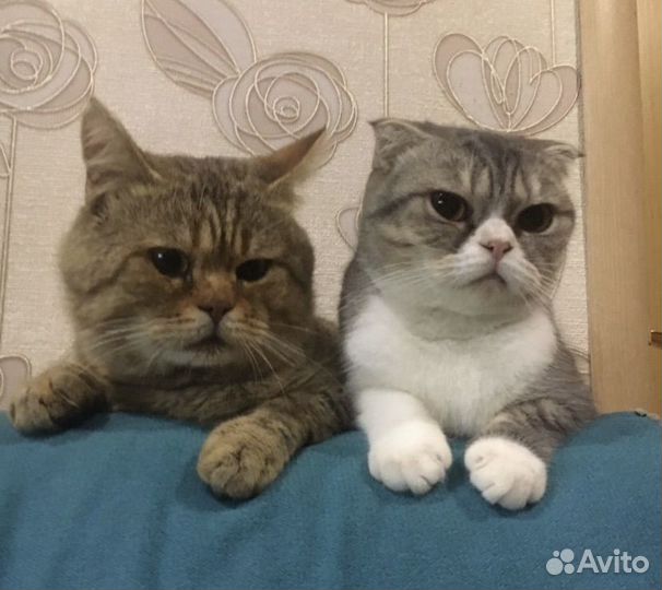 Шотландские котята