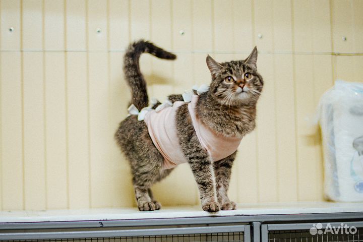 Отдам кошку