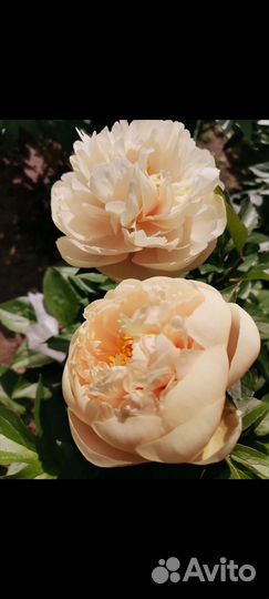 Редкие сорта пионов